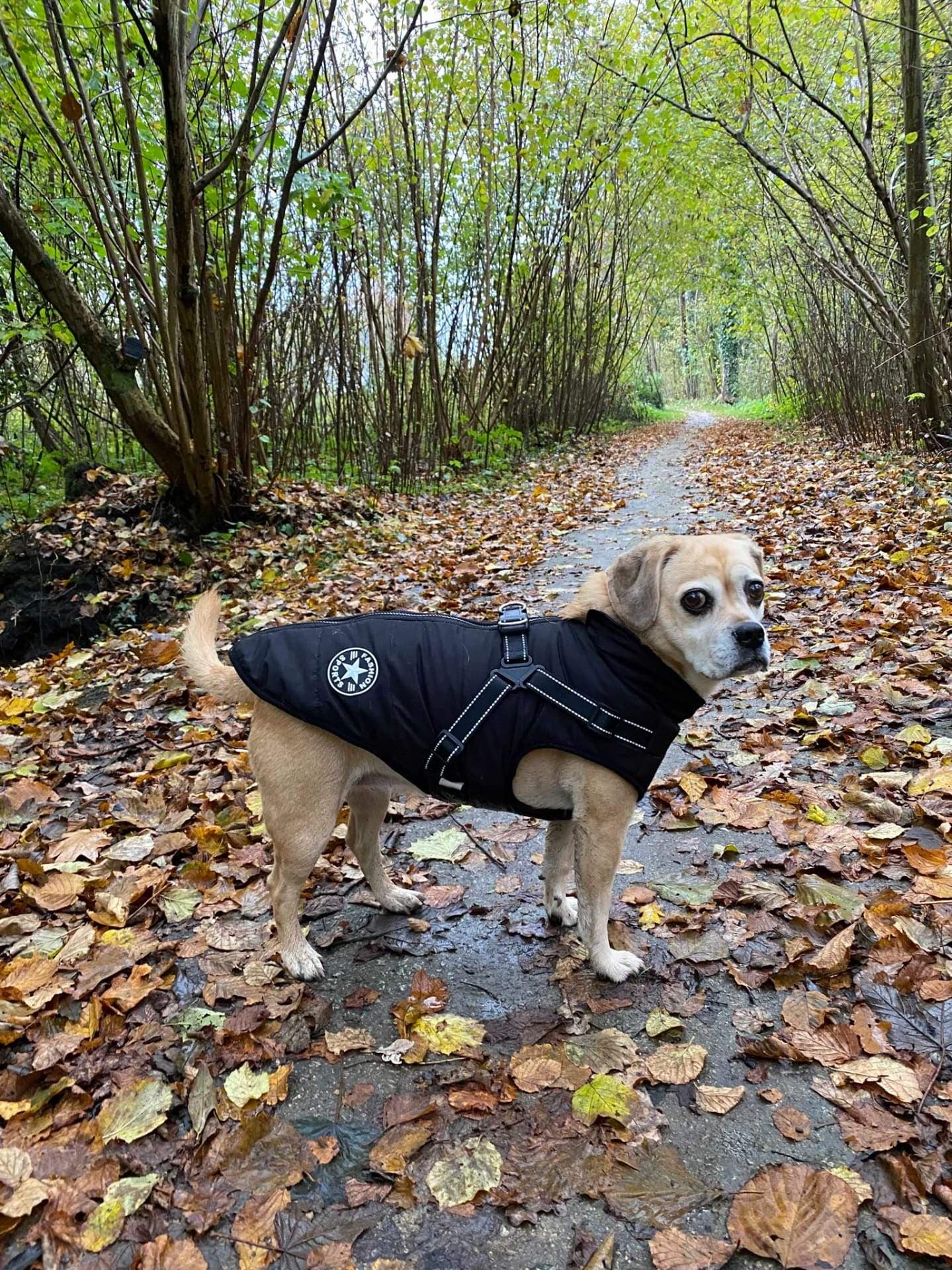 MaxGuard - Waterproof Winter Dog Jacket